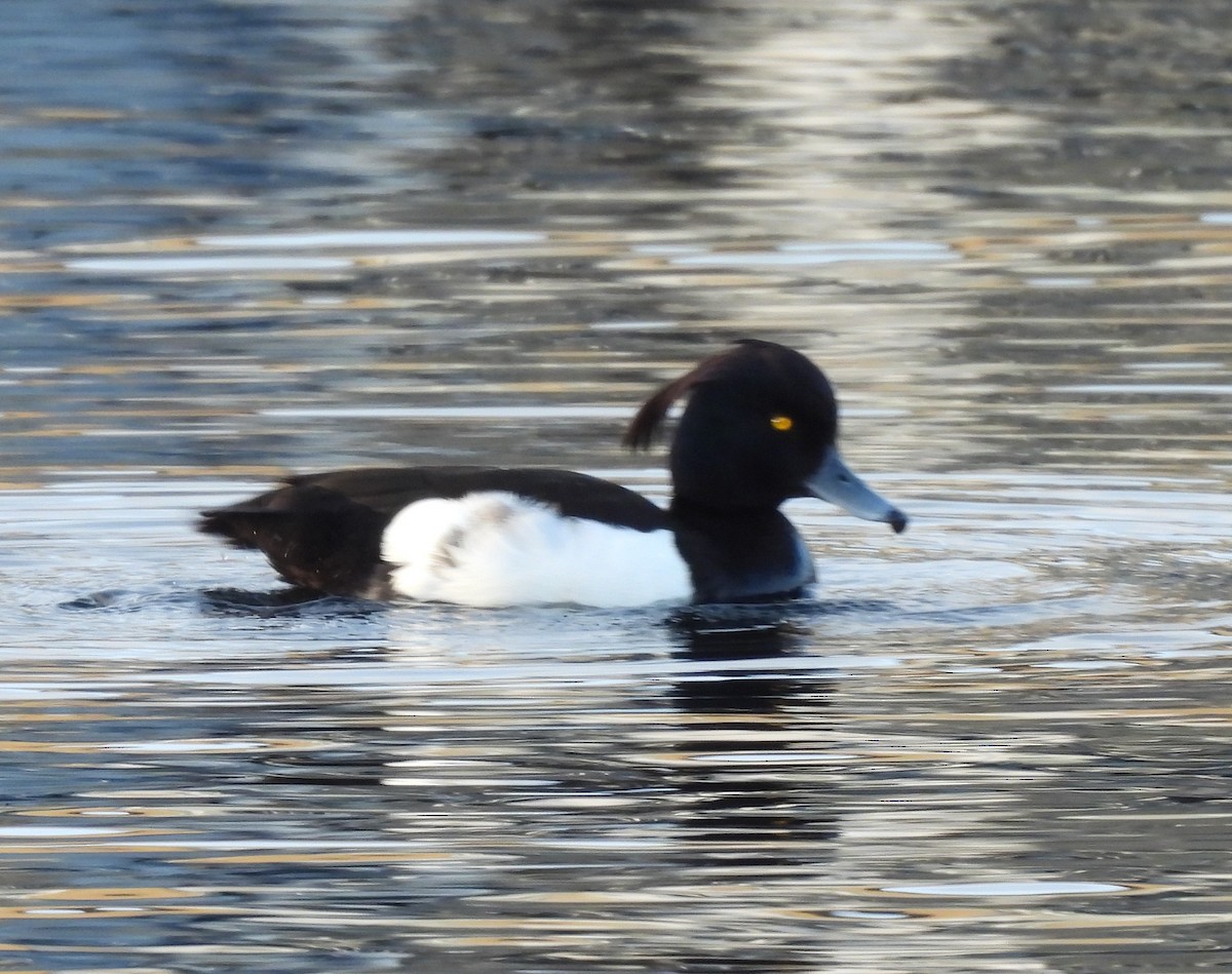 Tufted Duck - ML619924707
