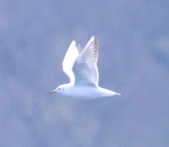 Black-headed Gull - ML619924711