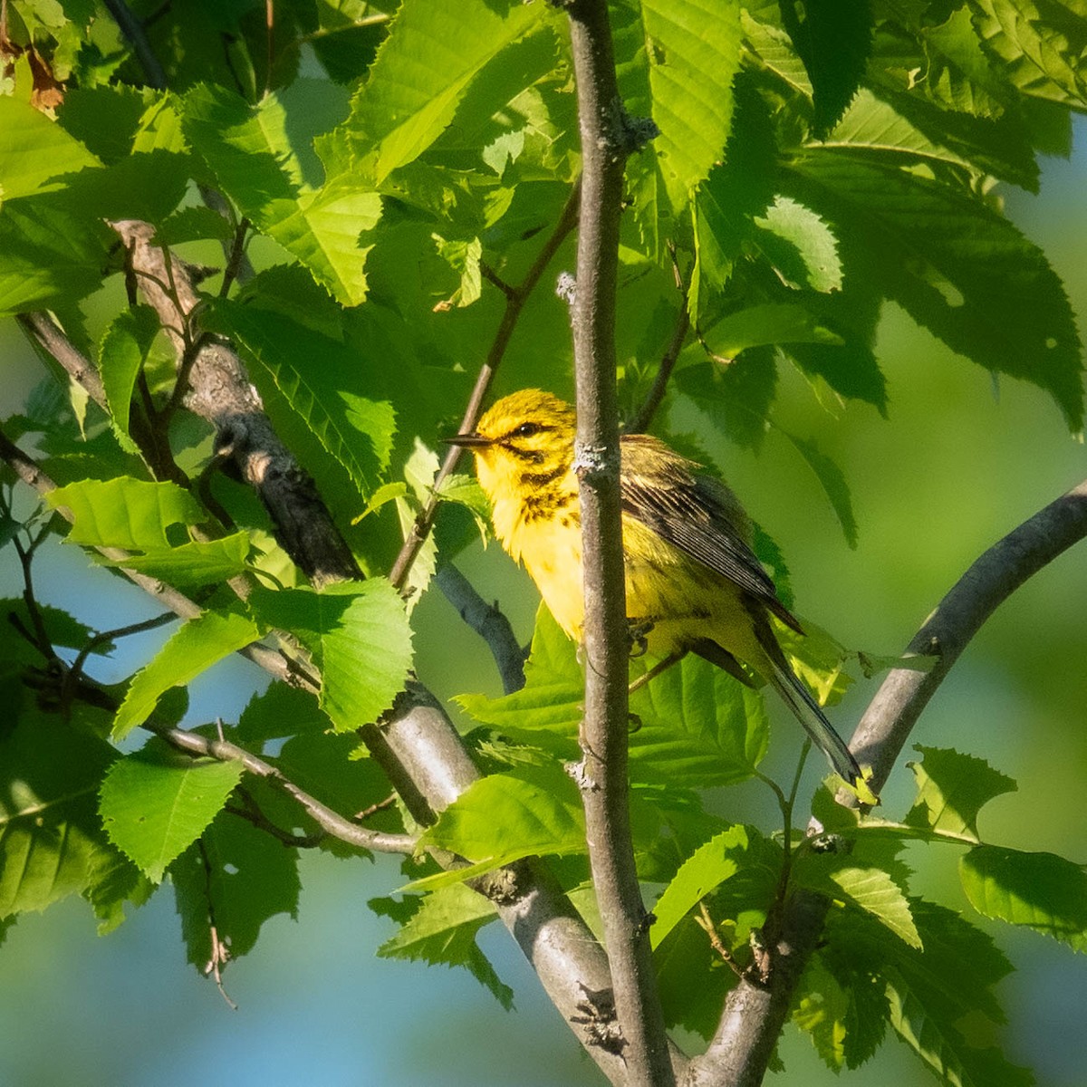 Prairie Warbler - ML619924712