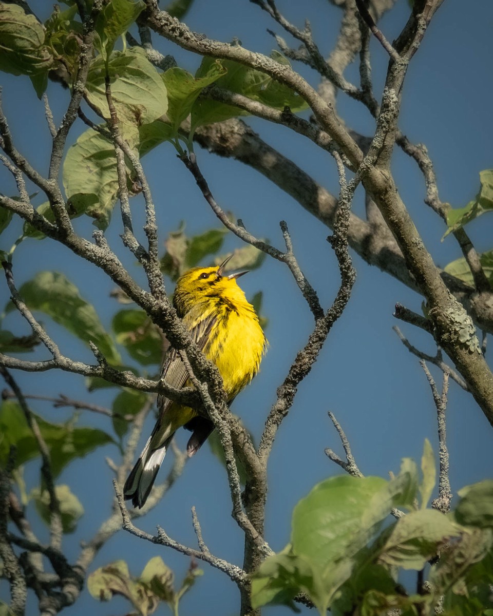 Prairie Warbler - ML619924713