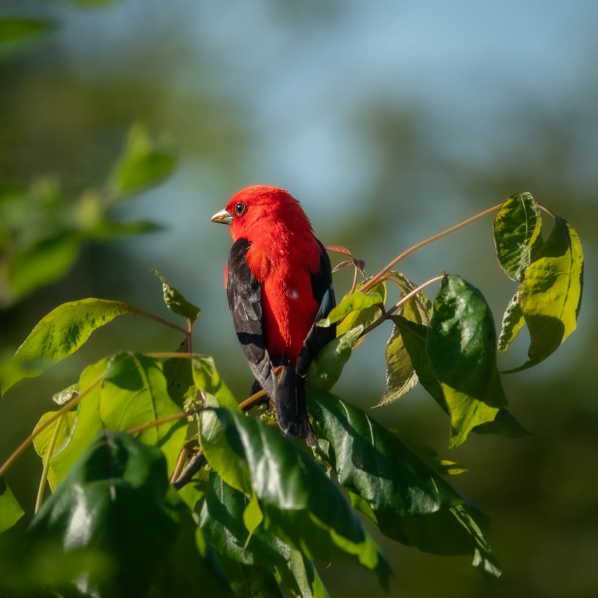 Scarlet Tanager - ML619924717