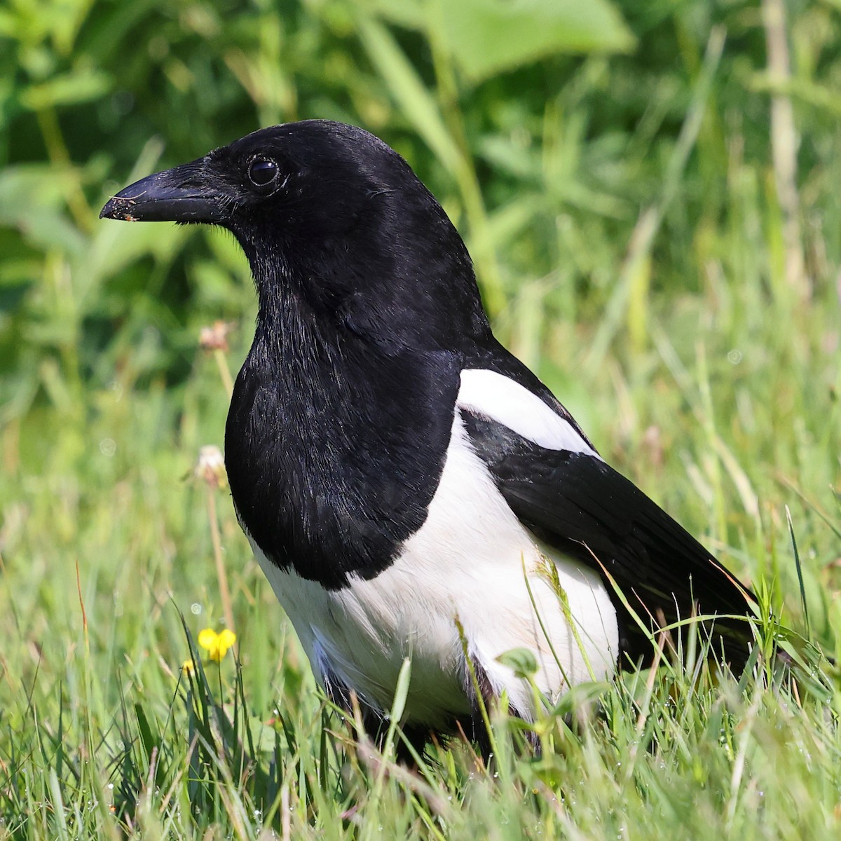 Eurasian Magpie - ML619924735