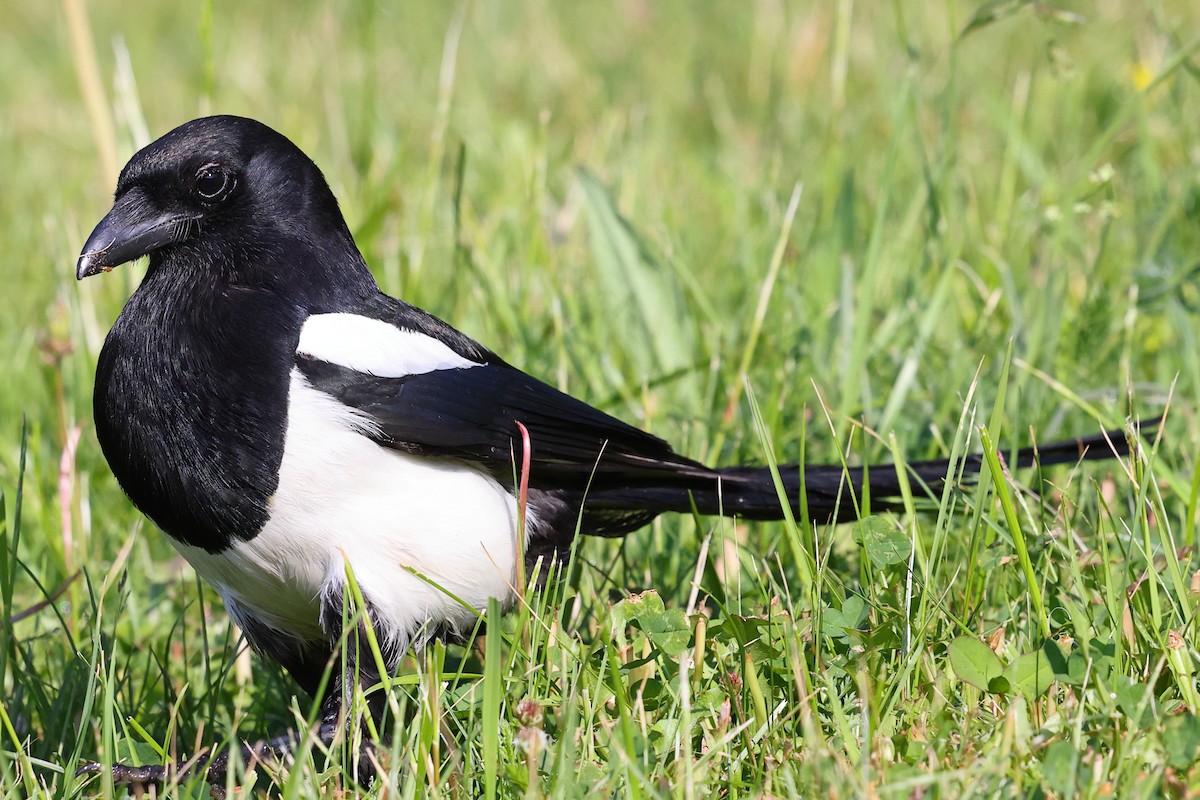 Eurasian Magpie - ML619924738