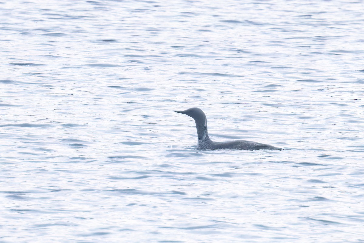 Red-throated Loon - ML619924740
