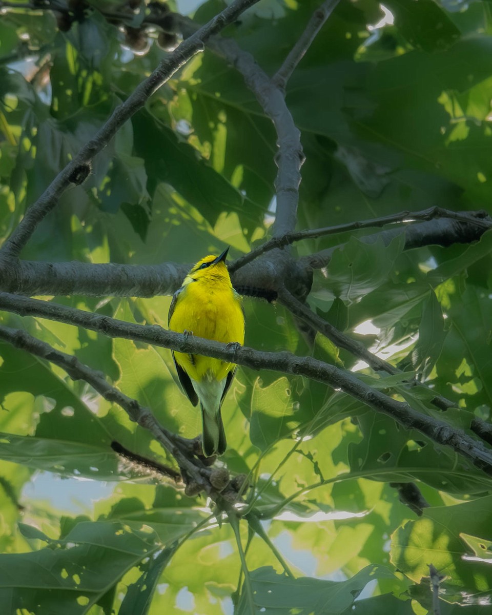 Blue-winged Warbler - ML619924752