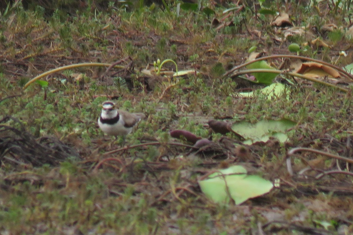 Little Ringed Plover - Arnav Karnik