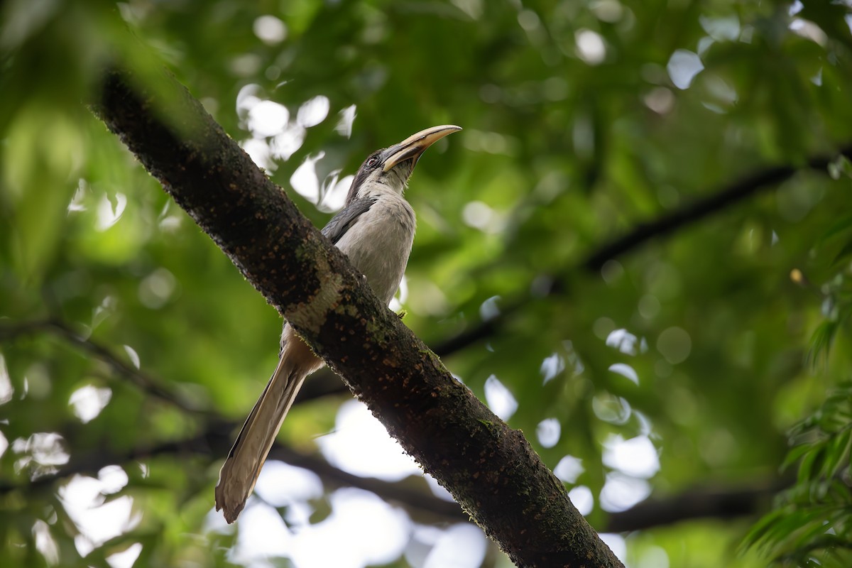 Sri Lanka Gray Hornbill - ML619924787