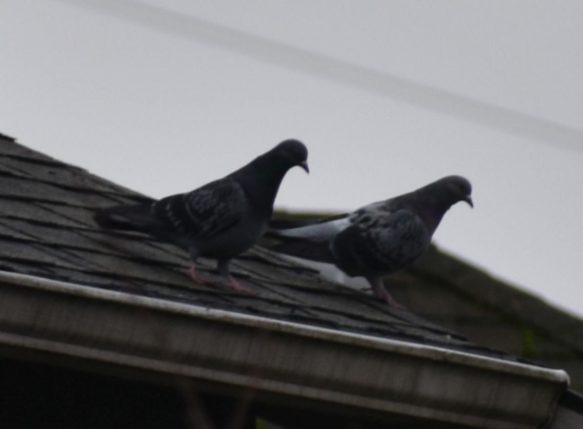 Rock Pigeon (Feral Pigeon) - ML619924790