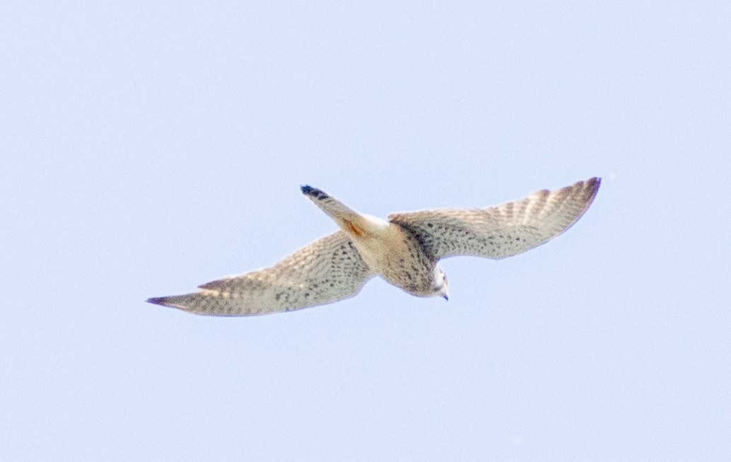 Eurasian Kestrel - ML619924792