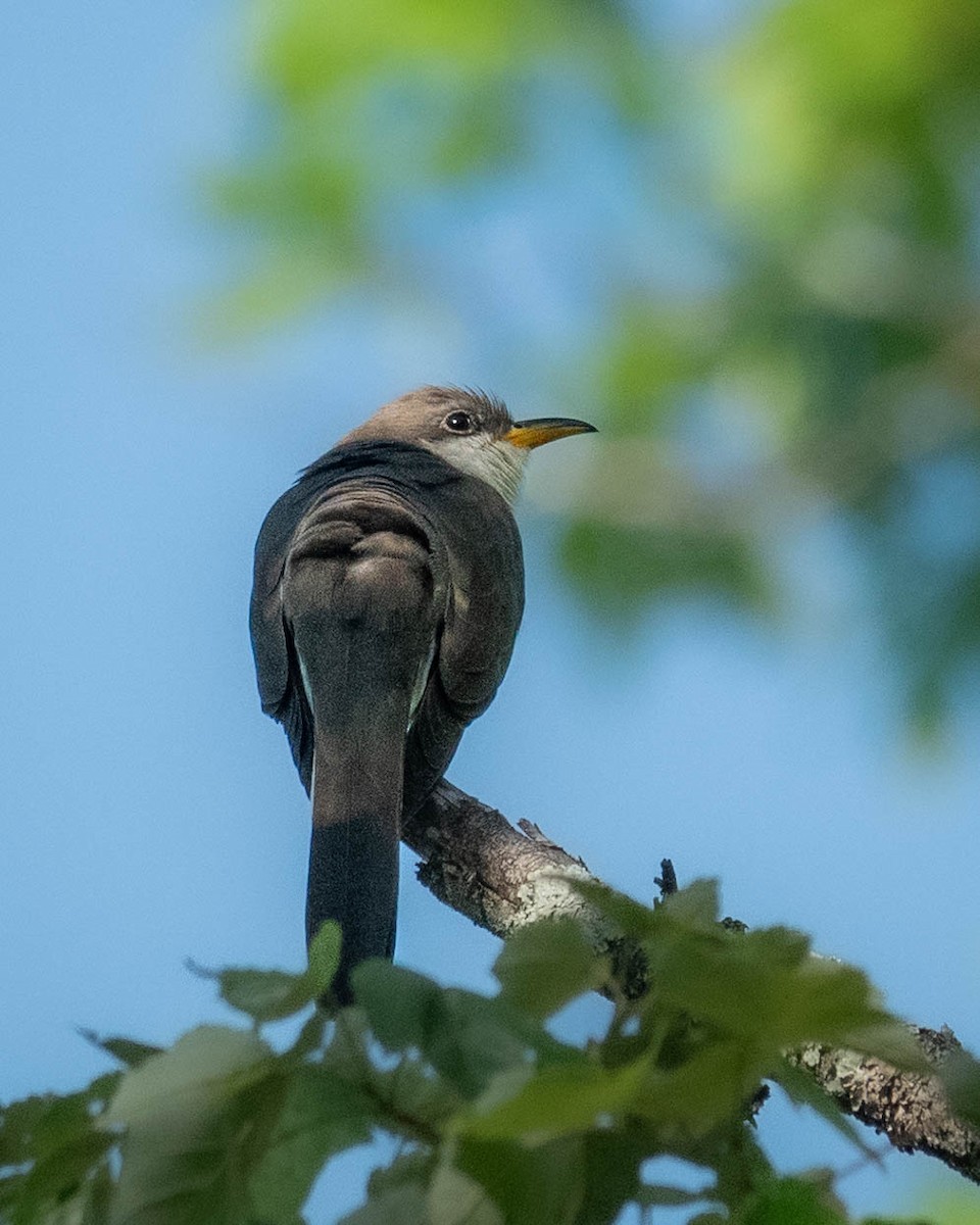 Yellow-billed Cuckoo - ML619924794