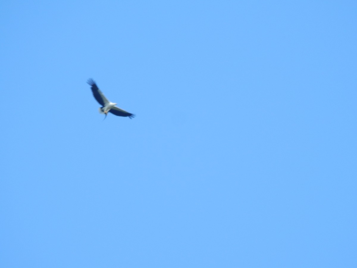 White-bellied Sea-Eagle - ML619924797