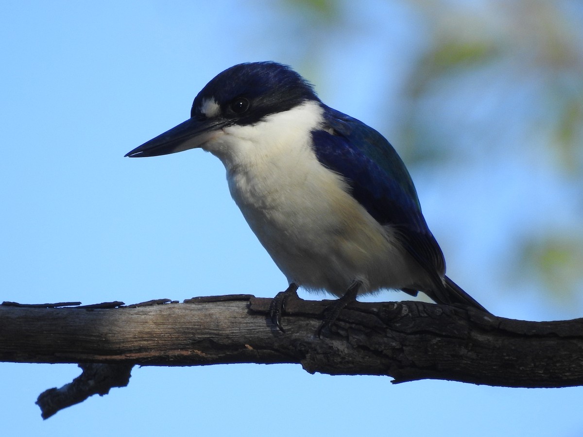 Forest Kingfisher - ML619924799