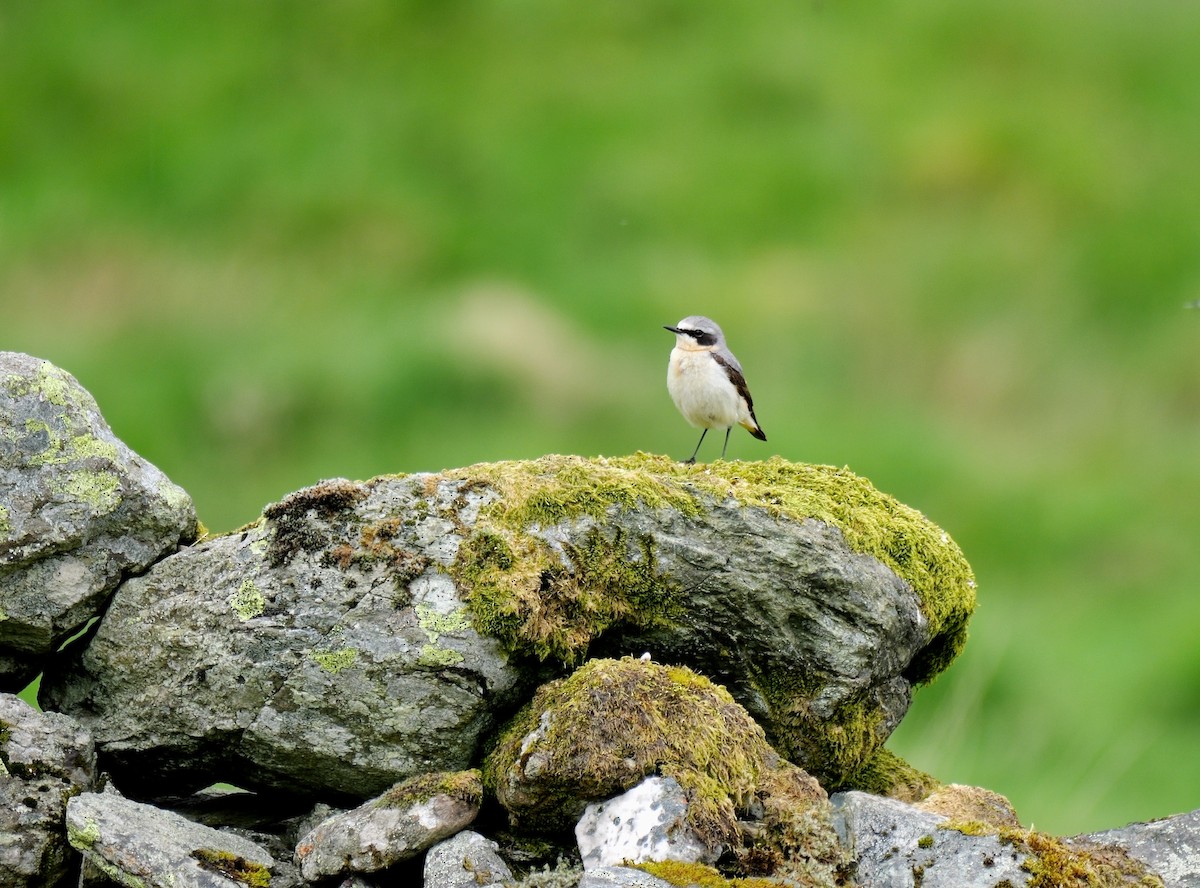 Steinschmätzer (oenanthe/libanotica) - ML619924804