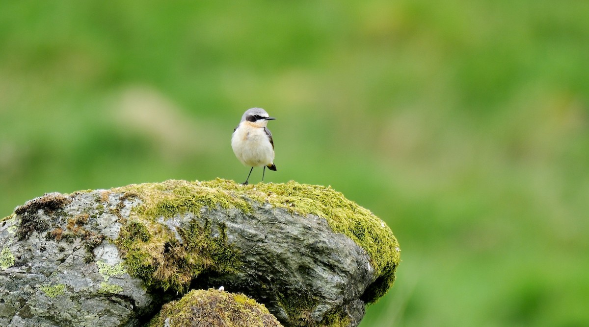 Steinschmätzer (oenanthe/libanotica) - ML619924805