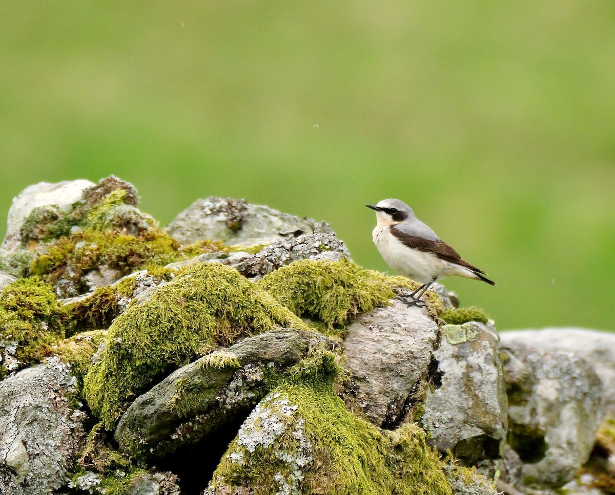 Northern Wheatear (Eurasian) - ML619924806