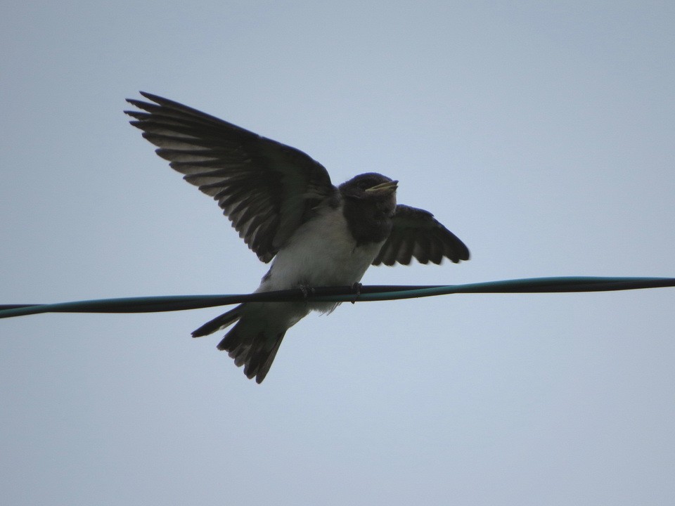 Barn Swallow - ML619924831