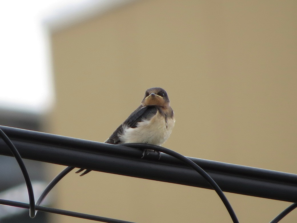 Barn Swallow - ML619924836