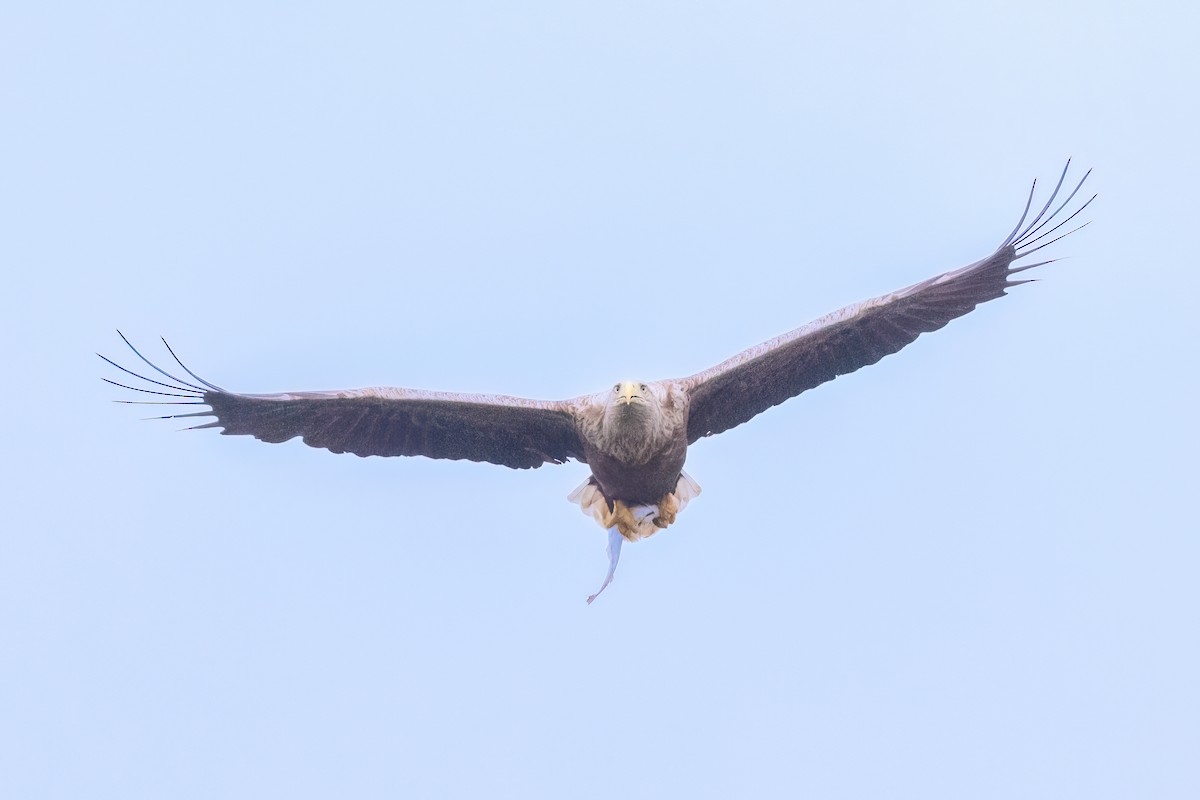 White-tailed Eagle - ML619924844