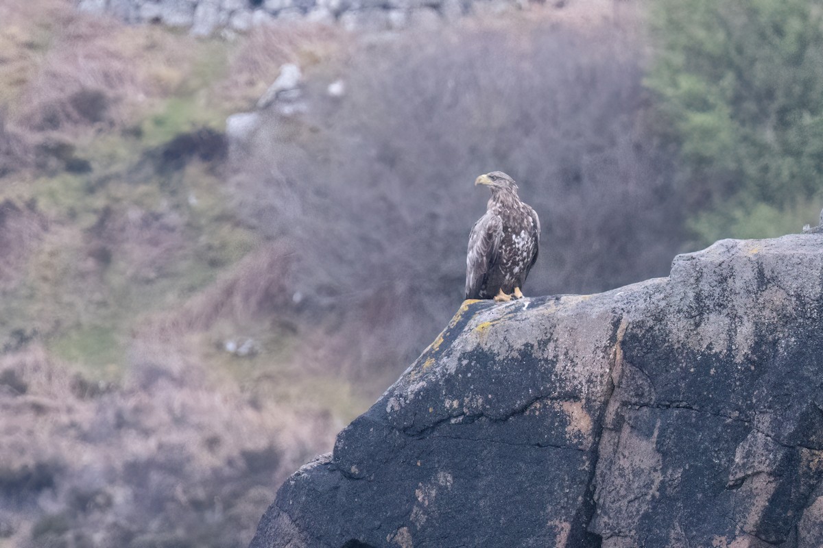 White-tailed Eagle - ML619924845