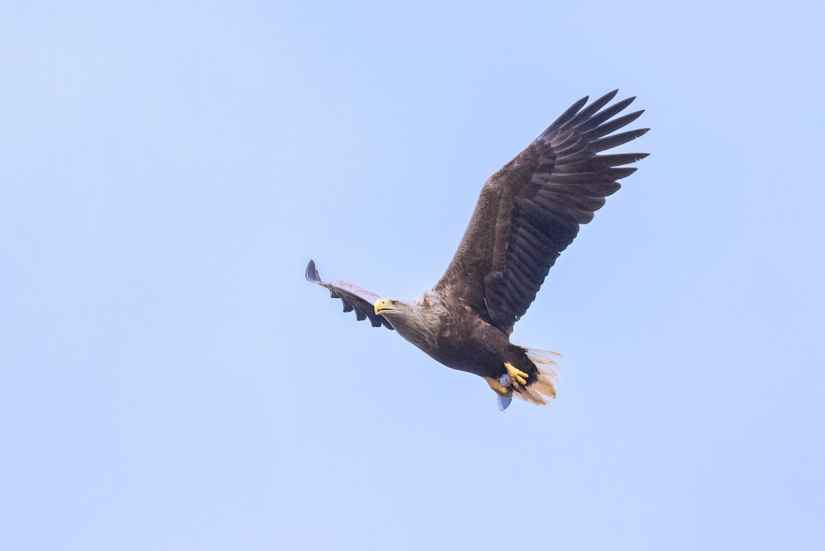 White-tailed Eagle - ML619924846