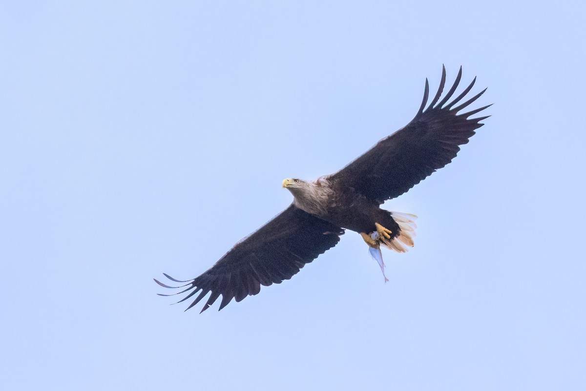 White-tailed Eagle - ML619924847