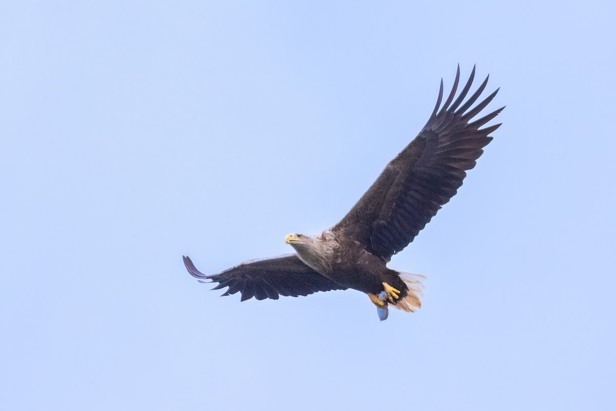 White-tailed Eagle - ML619924848