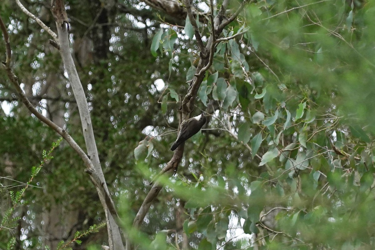 White-throated Treecreeper (White-throated) - ML619924853