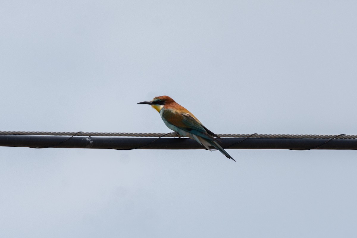 European Bee-eater - ML619924854