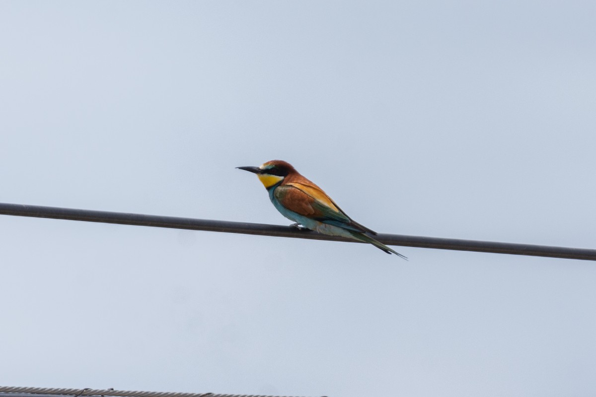 European Bee-eater - ML619924855
