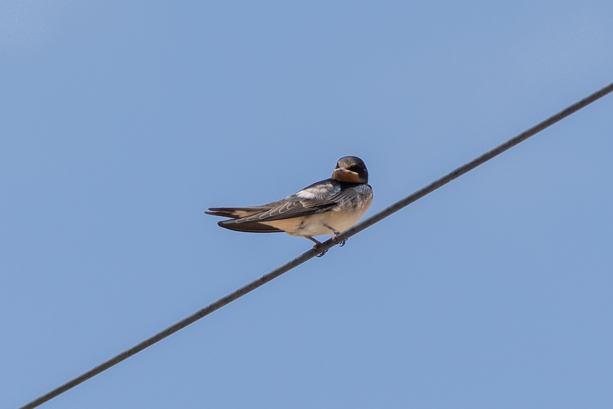 Barn Swallow - ML619924859