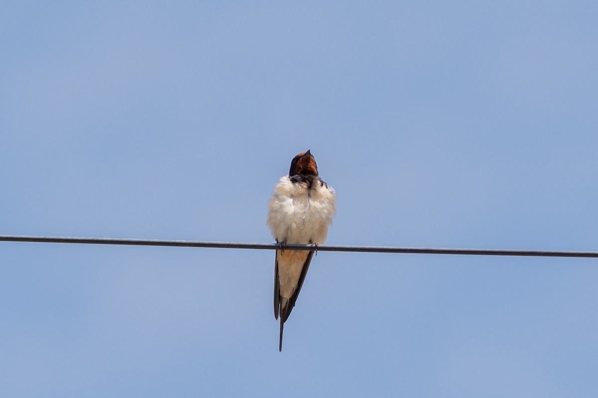 Barn Swallow - ML619924860