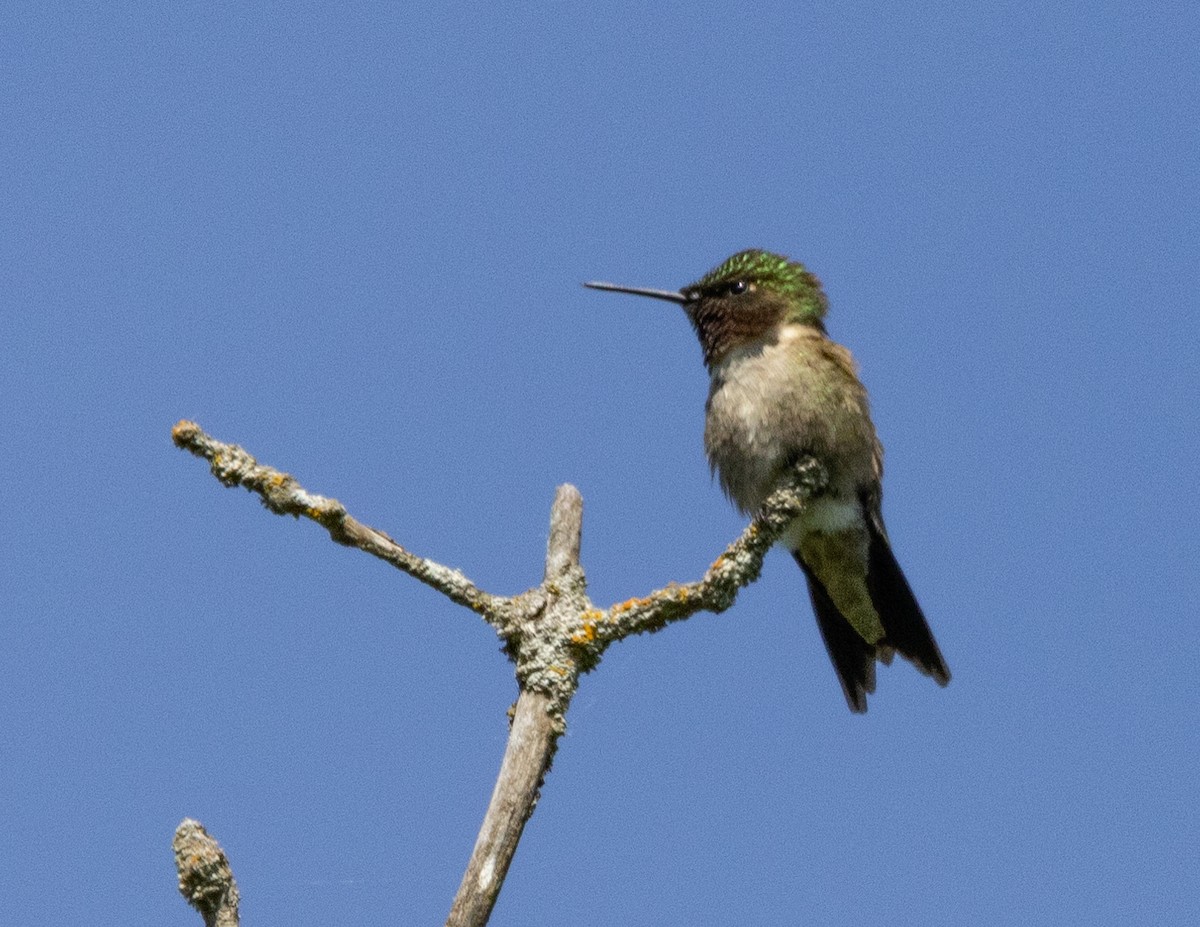 Ruby-throated Hummingbird - ML619924862