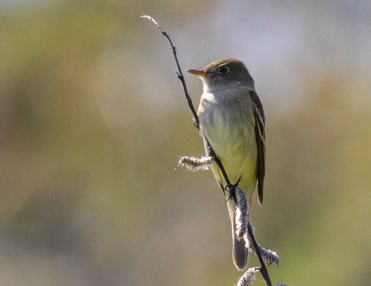 Alder Flycatcher - ML619924873