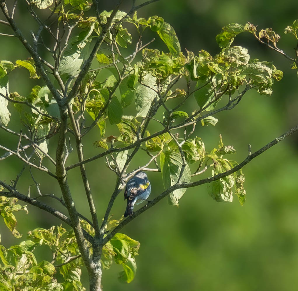 Golden-winged Warbler - ML619924883