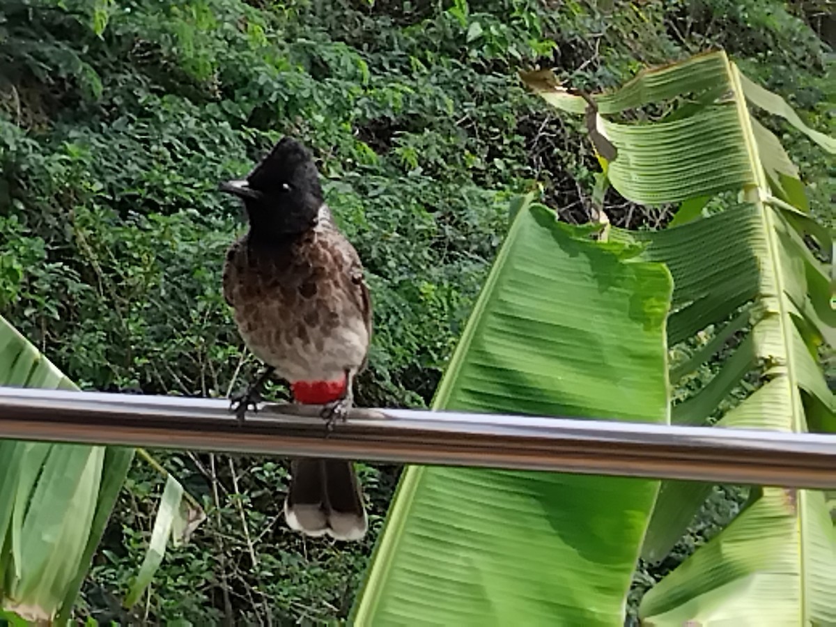 Red-vented Bulbul - ML619924886