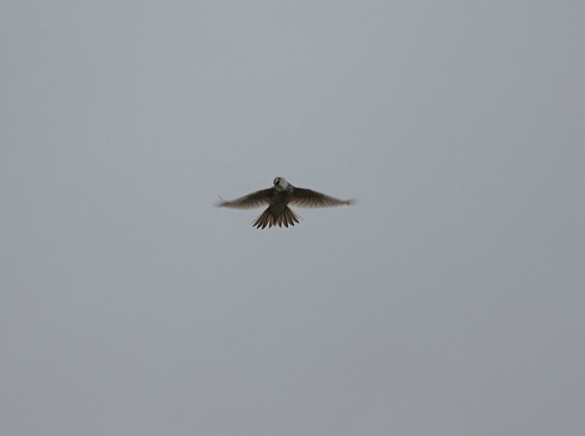 Eurasian Skylark - ML619924899