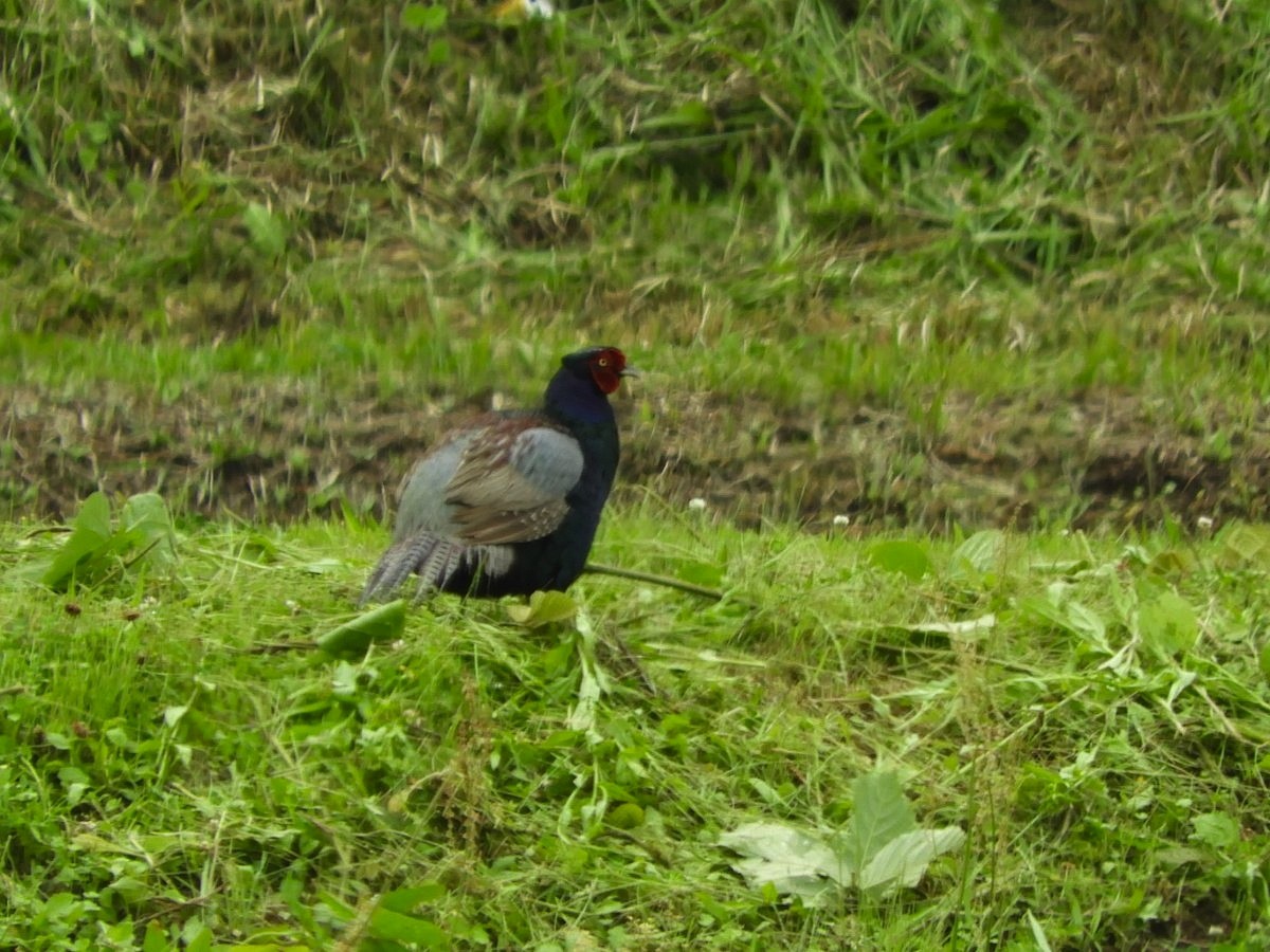 Green Pheasant - ML619924934