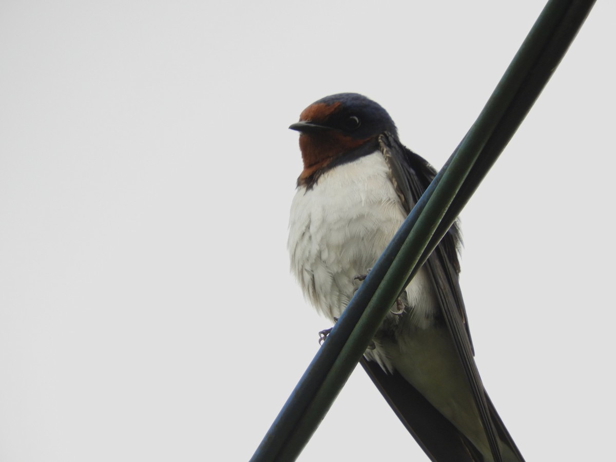 Barn Swallow - ML619924943