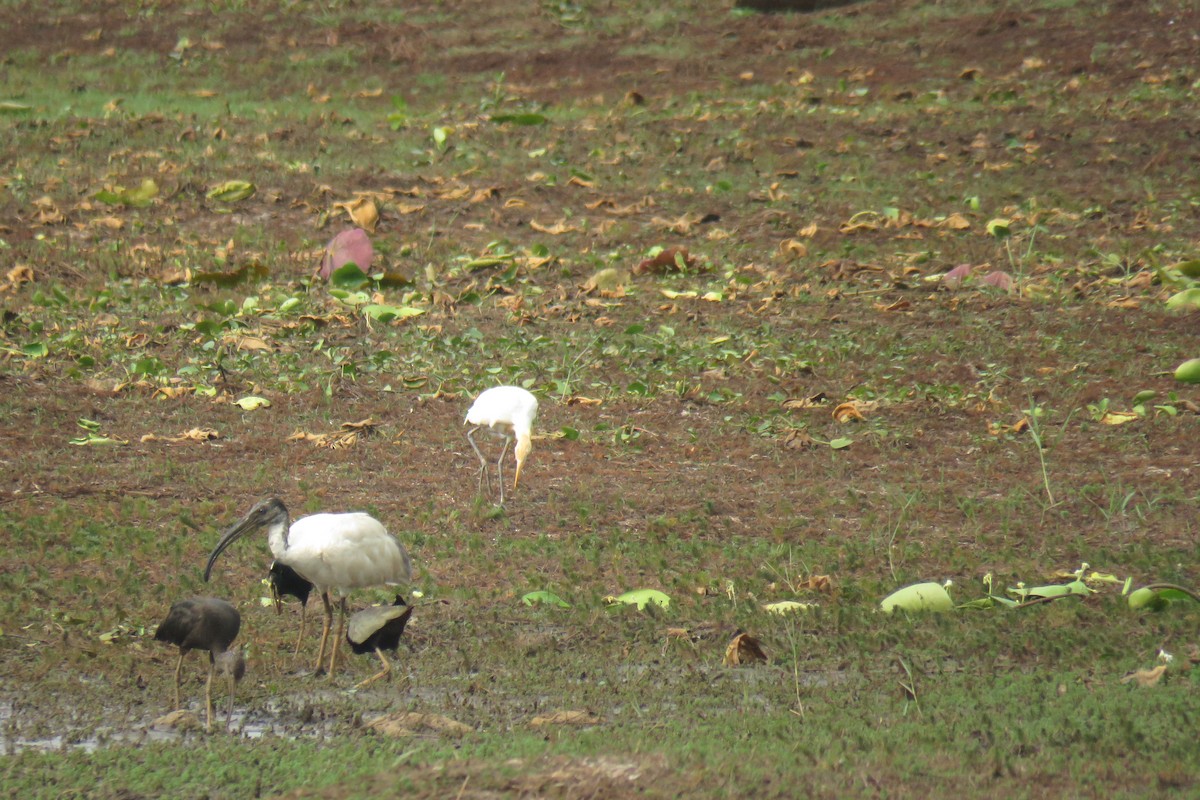 ibis černohlavý - ML619924945