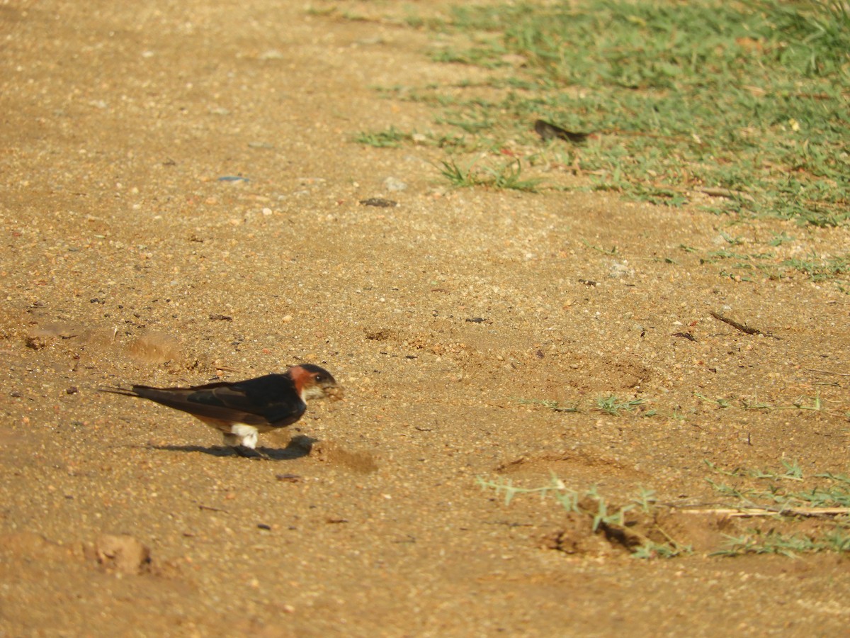 Red-rumped Swallow - ML619924953