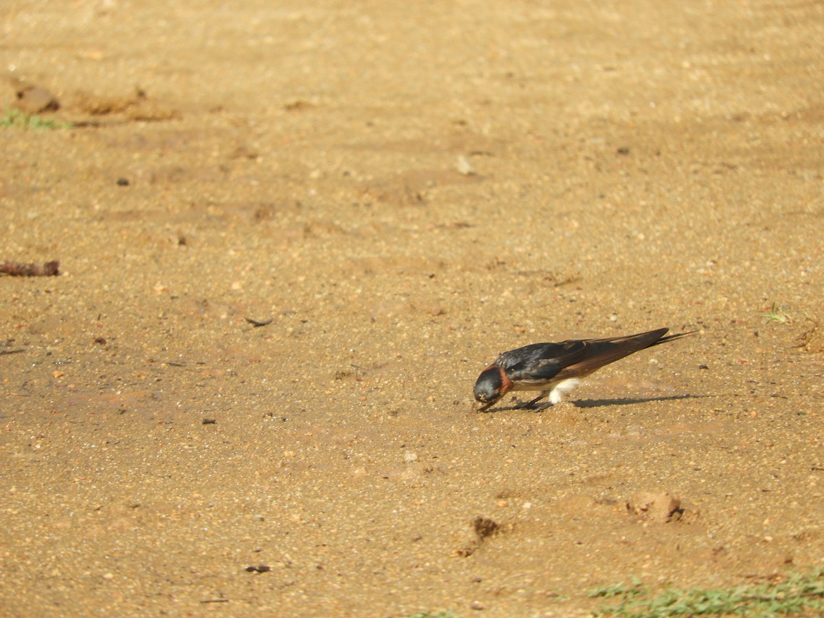 Red-rumped Swallow - ML619924954