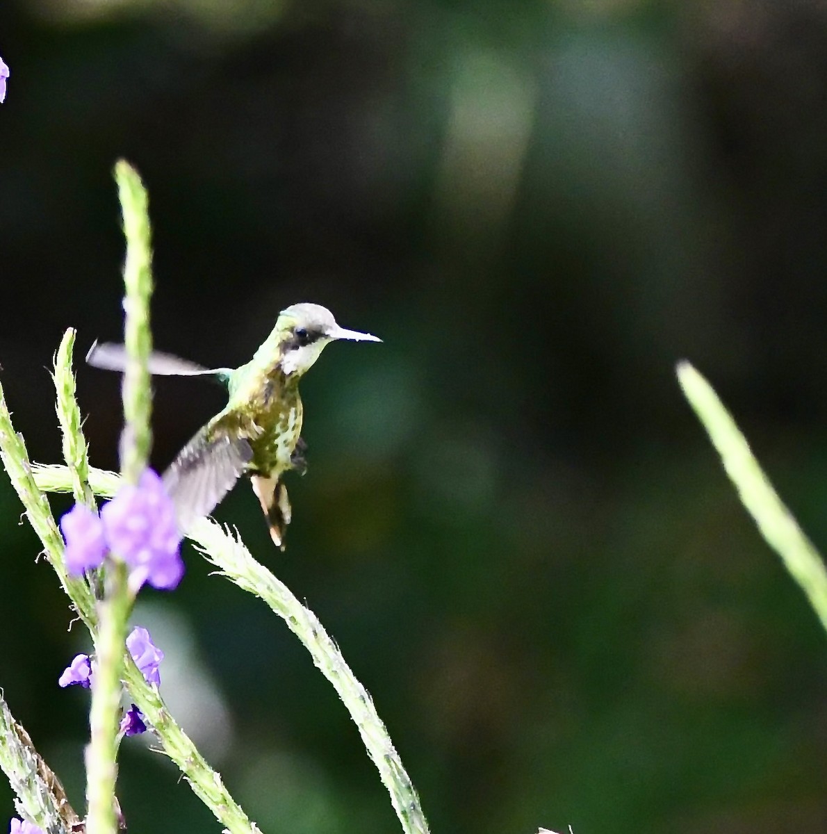 Black-crested Coquette - ML619924955