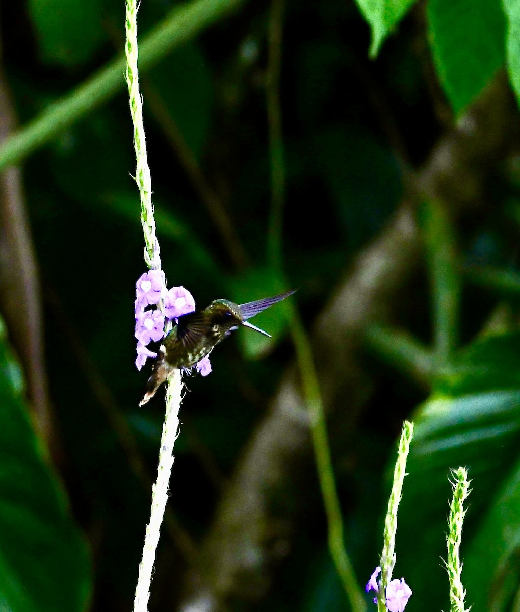 Black-crested Coquette - ML619924958