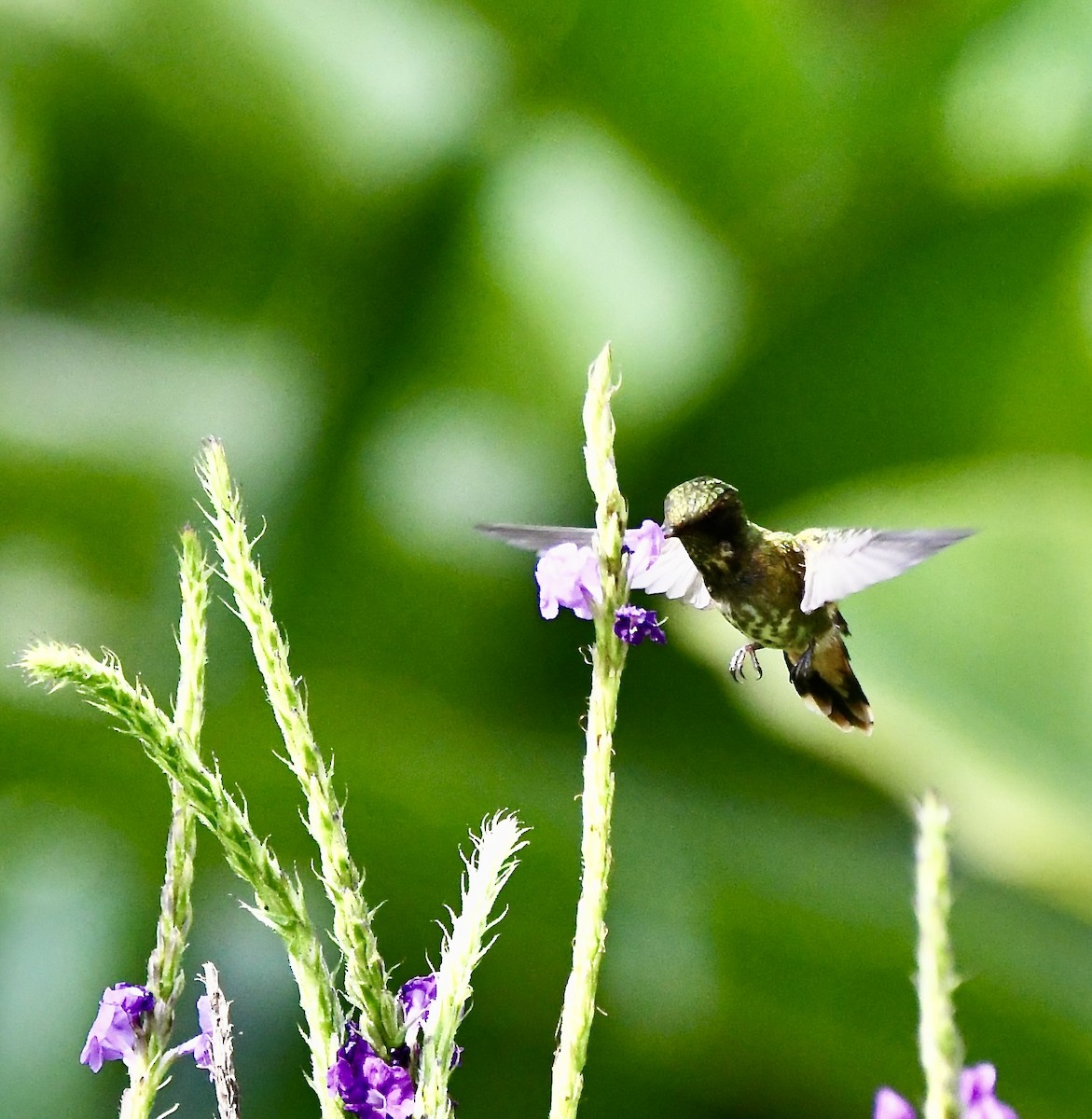 Black-crested Coquette - ML619924959