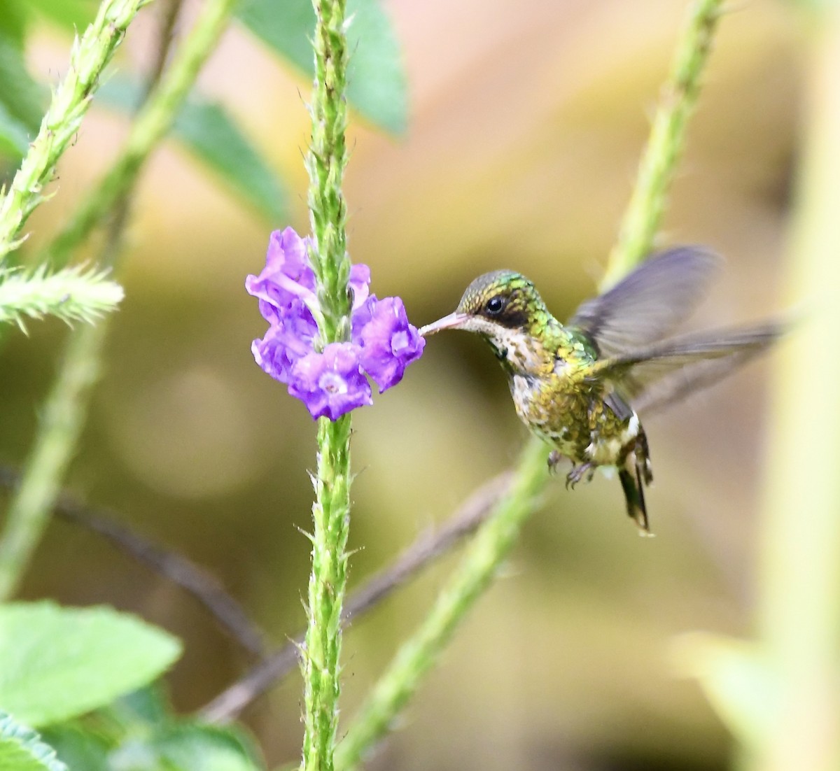 Black-crested Coquette - ML619924967