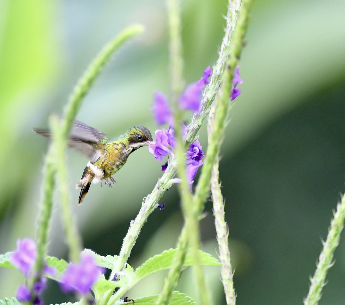 Black-crested Coquette - ML619924968