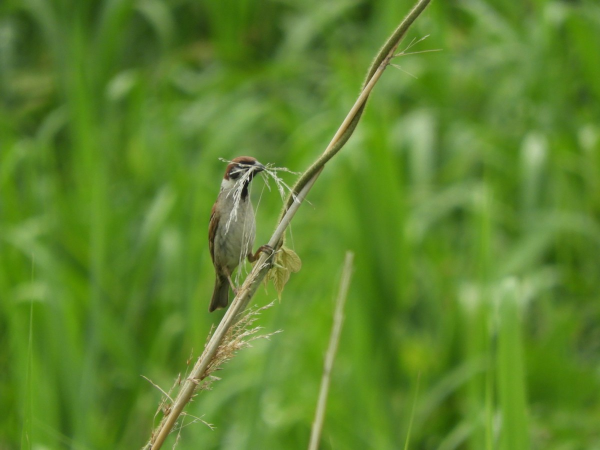 Eurasian Tree Sparrow - ML619924986