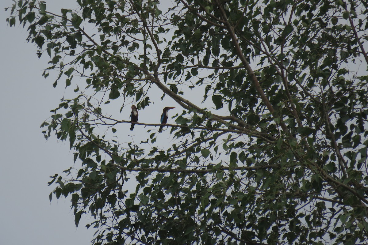 White-throated Kingfisher - ML619924988