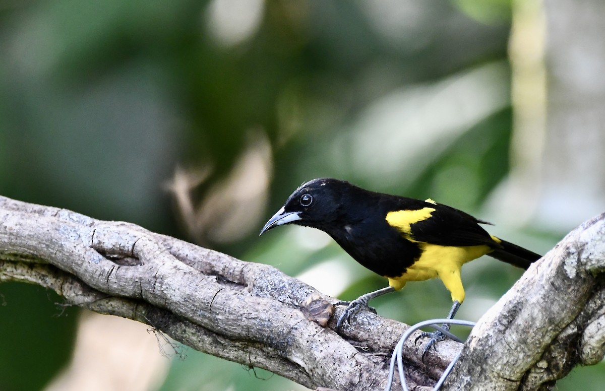 Black-cowled Oriole - ML619924998