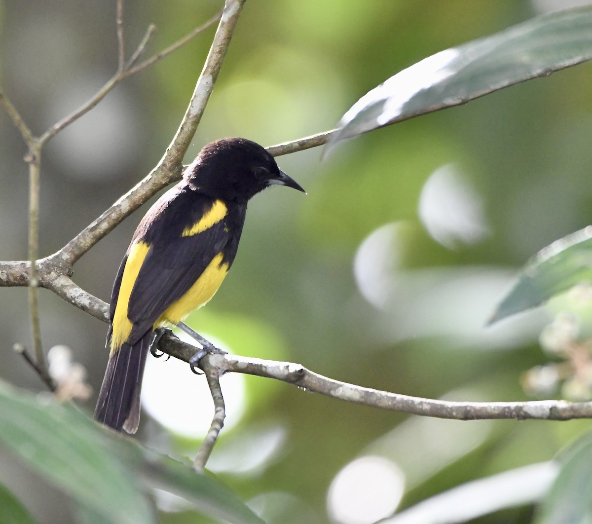 Black-cowled Oriole - ML619924999